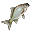Carpa Branca (vivo)