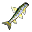 Gobio (vivo)