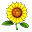 Girassol.png
