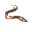 Enguia.png