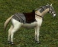 Cavaloarmadobranco.jpg