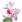 Rosa Alpina.png