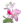 Rosa Alpina.png