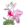Rosa Alpina
