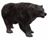 Urso Cinza.png