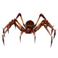 Aranha Venenosa