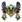 Faixa Chou (Nobre).png