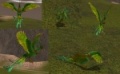 Fénix Jade.jpg