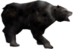 Urso Negro