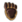 Pele de Pé de Urso.png