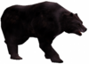 Urso Negro Feroz.png