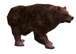Urso Amaldiçoado